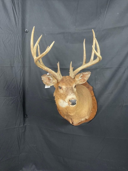 Whitetail Shoulder Mount