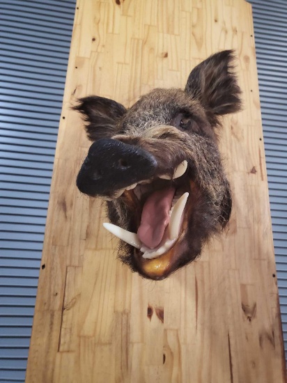 WILD BOAR TAXIDERMY SHOULDER MOUNT