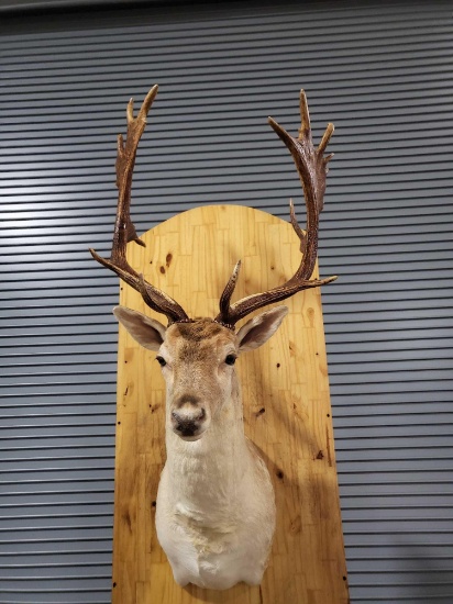 FALLOW DEER TAXIDERMY SHOULDER MOUNT