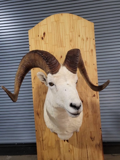 DALL SHEEP TAXIDERMY SHOULDER MOUNT