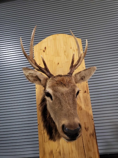 ELK TAXIDERMY SHOULDER MOUNT