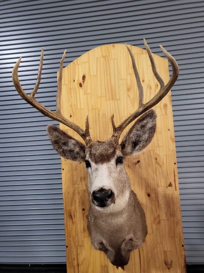 MULE DEER TAXIDERMY SHOULDER MOUNT