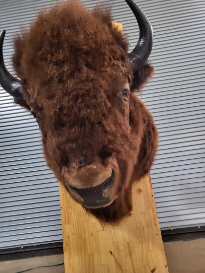 BUFFALO TAXIDERMY SHOULDER MOUNT