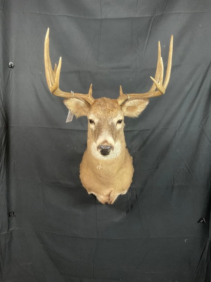Whitetail Shoulder Mount