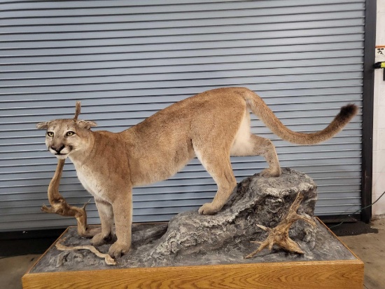 MOUNTAIN LION LIFE SIZE TAXIDERMY MOUNT