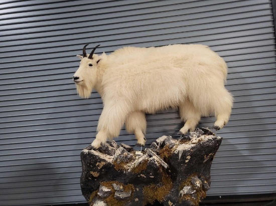 MOUNTAIN GOAT LIFE SIZE TAXIDERMY MOUNT
