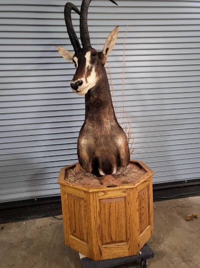 AFRICAN SABLE TAXIDERMY PEDESTAL MOUNT