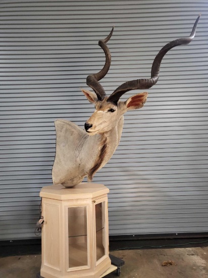 AFRICAN GREATER KUDU TAXIDERMY PEDESTAL MOUNT