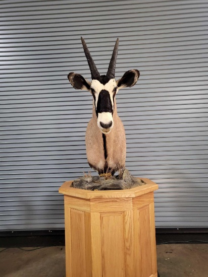 AFRICAN GEMSBOK TAXIDERMY PEDESTAL MOUNT