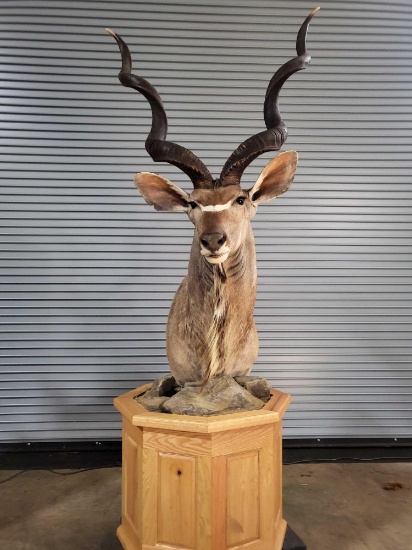 AFRICAN GREATER KUDU TAXIDERMY PEDESTAL MOUNT