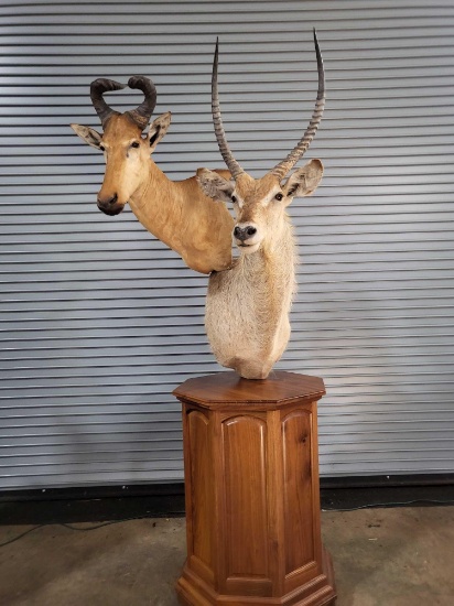 AFRICAN WATERBUCK AND HARTEBEEST TAXIDERMY PEDESTAL MOUNT
