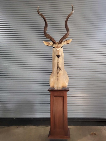 AFRICAN GREATER KUDU TAXIDERMY PEDESTAL MOUNT.
