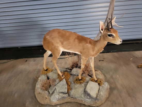 DUIKER