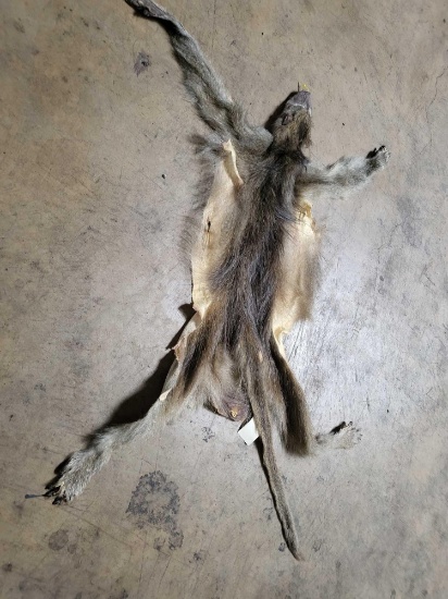 TAXIDERMY BABOON HIDE
