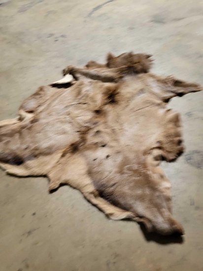 TAXIDERMY ELK HIDE
