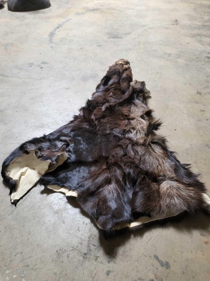 TAXIDERMY TANNED MOOSE CAPE