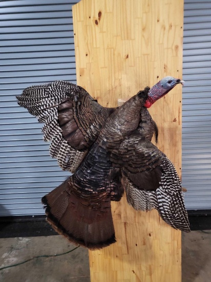 TAXIDERMY LIFE SIZE TURKEY