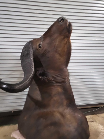 CAPE BUFFALO TAXIDERMY SHOULDER MOUNT