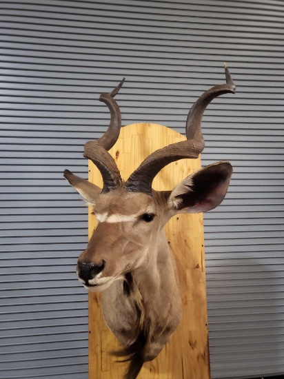 BIG AFRICAN GREATER KUDU TAXIDERMY SHOULDER MOUNT