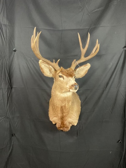 Mule Deer