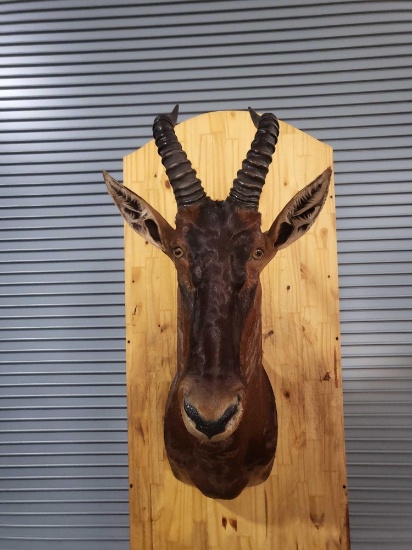 AFRICAN TOPI TAXIDERMY SHOULDER MOUNT