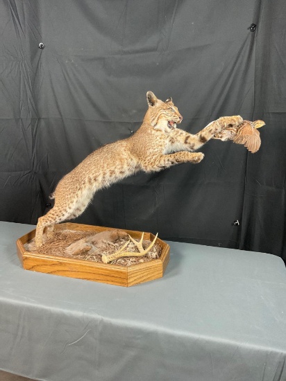 Bobcat W/Base