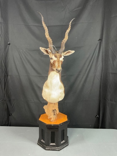 Black Antelope