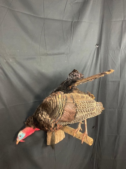 Turkey