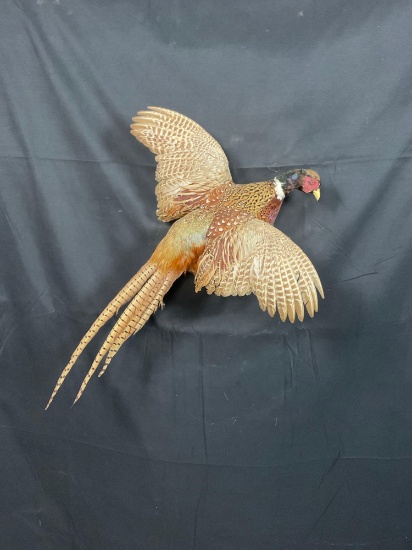 Pheasant