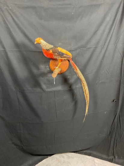 Yellow Pheasant