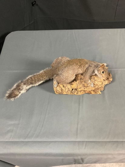 Gray Squirrel