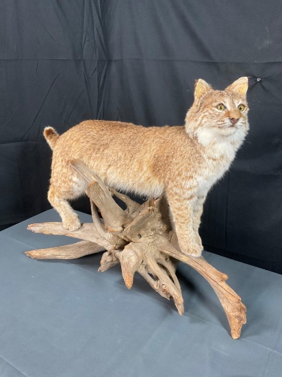 Full Body Bobcat