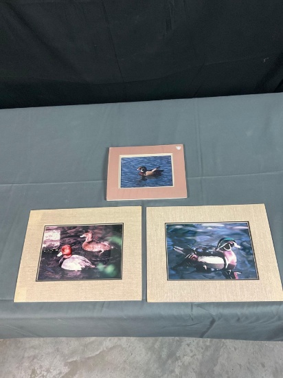 3 Duck Photos