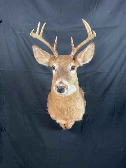 Whitetail Mount