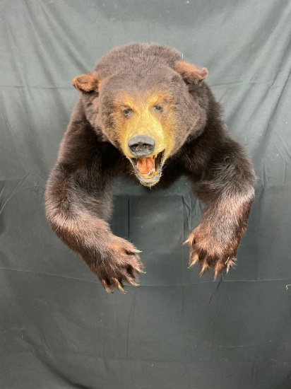 Black Bear