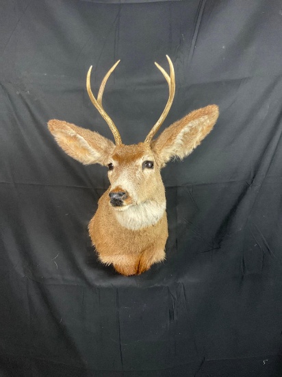 Mule Deer Mount