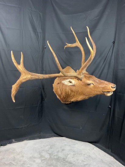 Elk Mount
