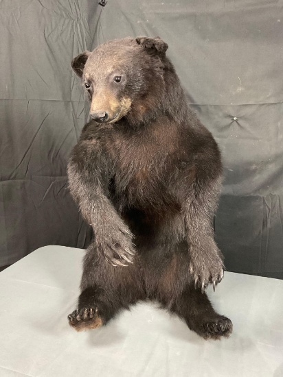 Black Bear Mount