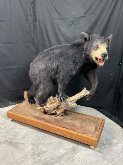 Black Bear Mount