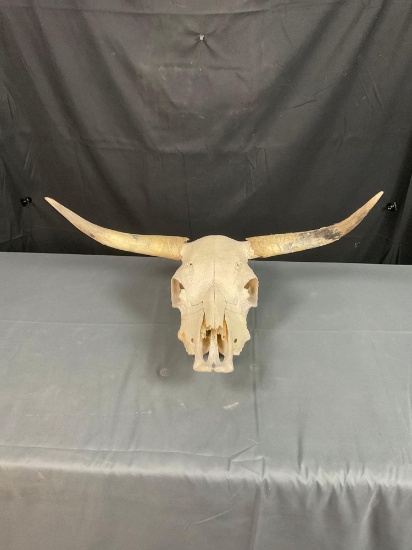 Buffalo Skull
