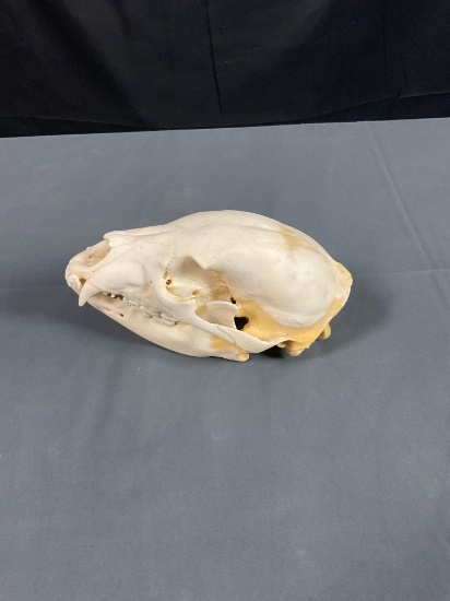 Black Bear Skull