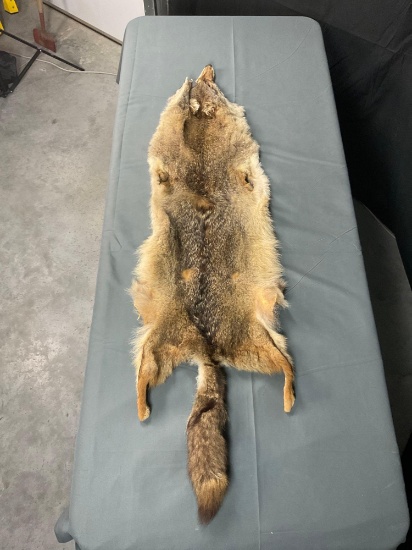 Coyote Hide