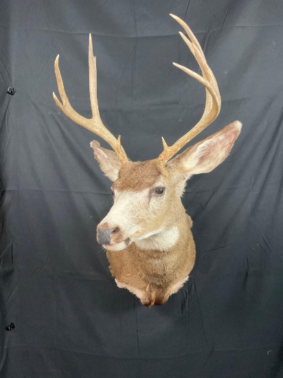 Mule Deer Mount