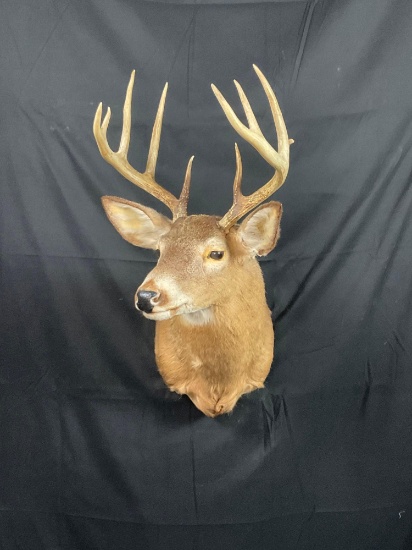 Whitetail Mount