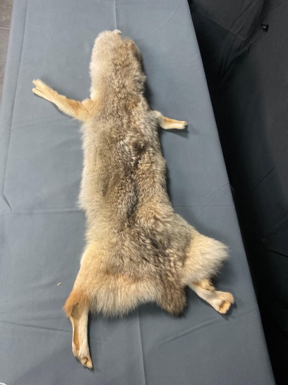 Coyote Hide