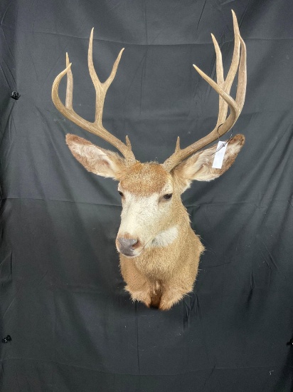 Mule Deer Mount