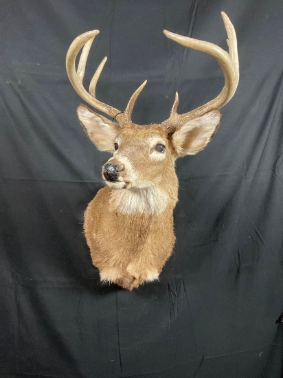 Whitetail Mount
