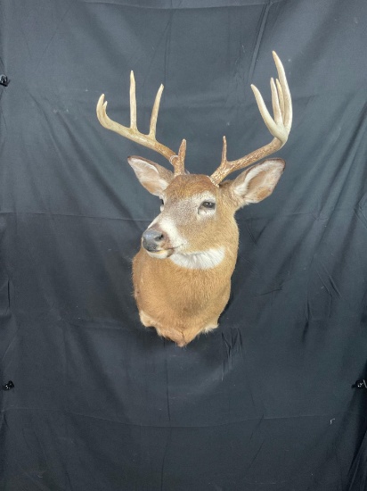 Whitetail Mount