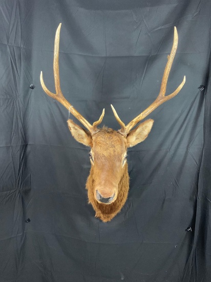 Elk Mount