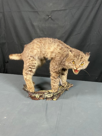 Bobcat